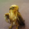 عقاب طلایی  | عکس از : رسول فیاض بخش