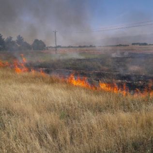 آتش نشانی نیشابور - با تلاش آتش نشانان 5 هکتار مزرعه گندم از زبانه های آتش نجات یافت