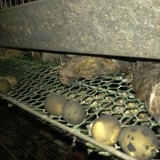 آتش نشانی نیشابور - حریق مرغداری(پرورش بلدرچین) توسط آتش نشانان خاموش شد.