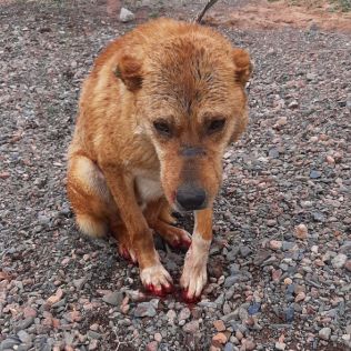 آتش نشانی نیشابور - نجات دو قلاده سگ از داخل استخر ذخیره آب کشاورزی