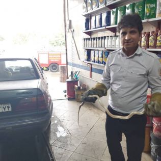 آتش نشانی نیشابور - پنجشنبه ۲۹اردیبهشت ۱۴۰۱ زنده گیری یک حلقه مار از درون خودرو سواری یکی از همشهریان و رها سازی در طبیع