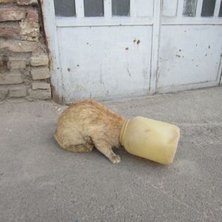 آتش نشانی نیشابور - نجات سر گربه از داخل ظرف پلاستیکی