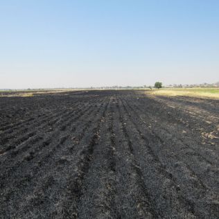 آتش نشانی نیشابور - برخورد پرنده با کابل شبکه برق فشار قوی باعث آتش سوزی مزرعه شد