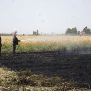 آتش نشانی نیشابور - حضور به موقع  آتش نشانان از آتش سوزی یک مزرعه گندم جلوگیری کرد .